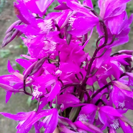 赤壁市白及 杂交紫花大白芨