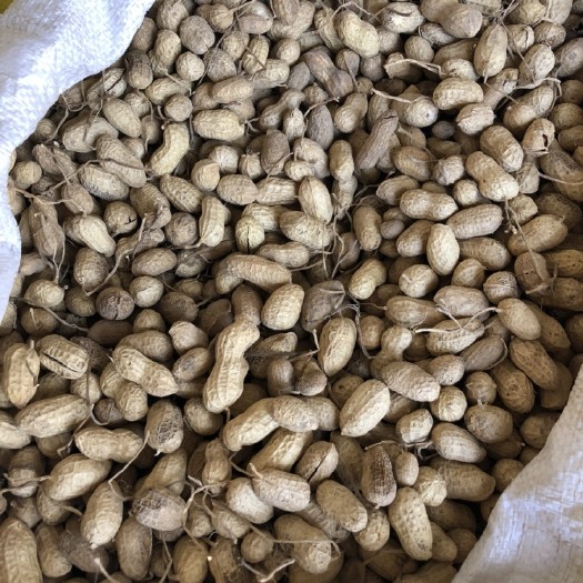 西平县珍珠花生 带壳罗汉果花生原种，原产地农家自种直发。