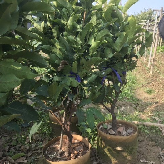 漳州黑糖芭比莲雾苗