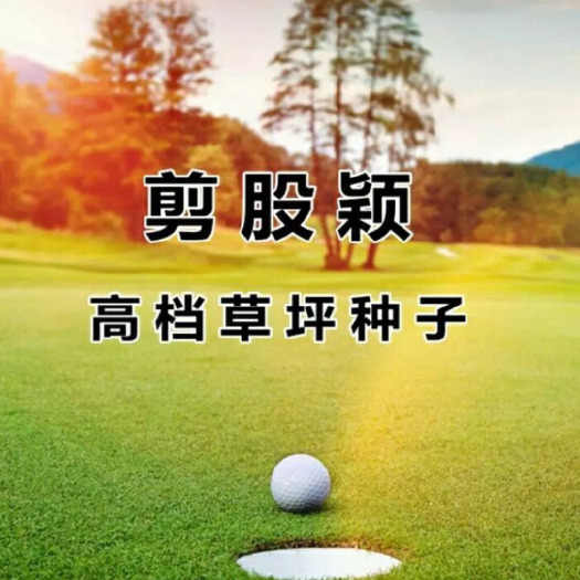 剪股颖种子草坪种子高尔夫球场别墅庭院绿化草籽四季常青