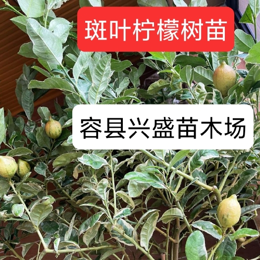 容县香水柠檬苗 斑叶柠檬树苗粉红柠檬树苗嫁接包正宗