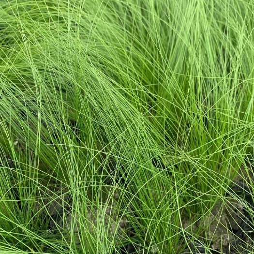 细叶针芒 细茎针茅