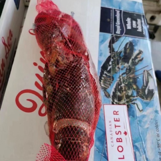 上海波士顿龙虾 加拿大生波龙