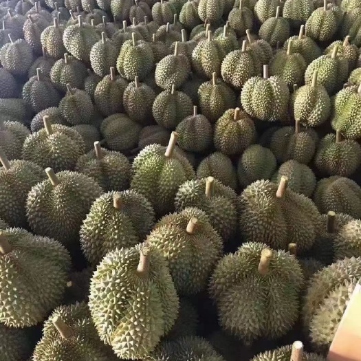 嘉兴金枕榴莲 泰国榴莲批发A5A6