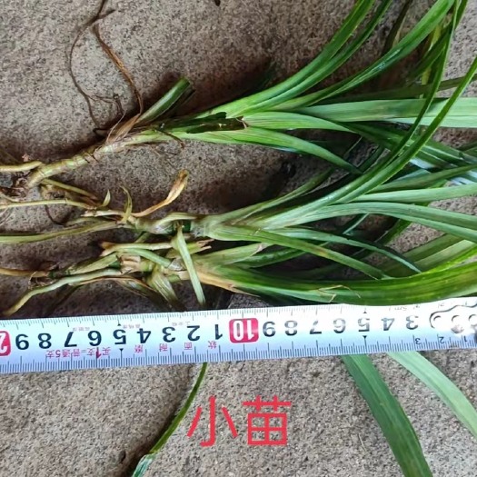 万宁市斑叶兰 斑斓叶苗