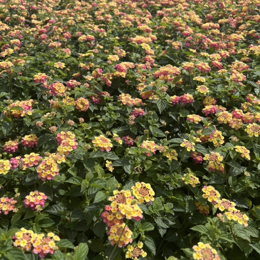 宜良县马缨丹盆栽五色梅 产地直供 自产自销 量大从优 苗木花卉