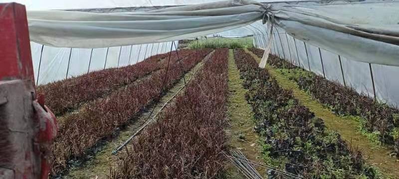 成都 紫叶狼尾草