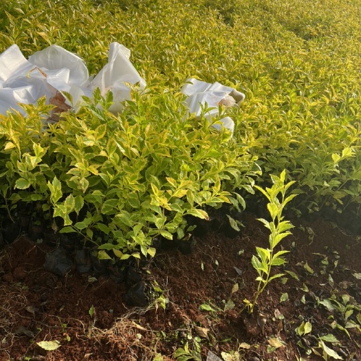 金叶假连翘产地直供 大量从优 自产自销 苗木花卉 工程对接