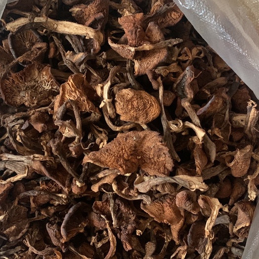 白山 干榛蘑