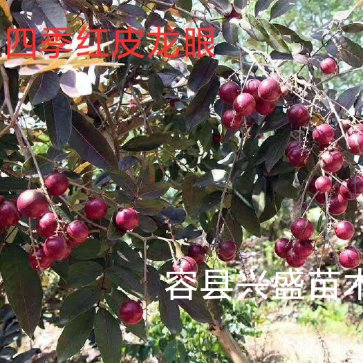 容县红壳龙眼苗 泰国红皮龙眼嫁接苗桂圆树苗四季龙眼树苗包正宗