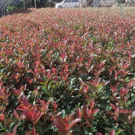 红叶石楠  产地直供 自产自销 苗木花卉 工程对接等