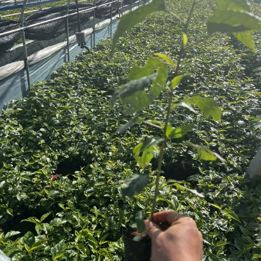 宜良县朱槿 扶桑  产地直供 自产自销 苗木花卉 工程对接 等