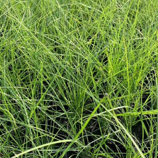 成都 羽绒狼尾草