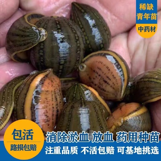 盐城水蛭 蚂蟥 宽体金线蛭  优质种苗 正宗苏南苗 量大可议
