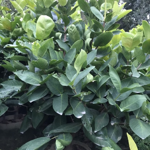 漳州大叶红莲雾苗美植袋苗3-5公分
