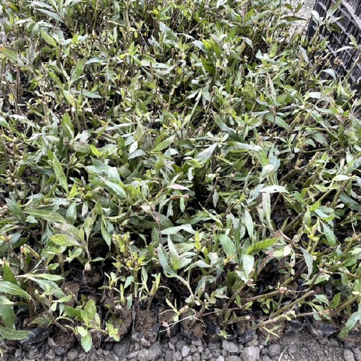 成都翠芦莉盆栽 翠萝莉