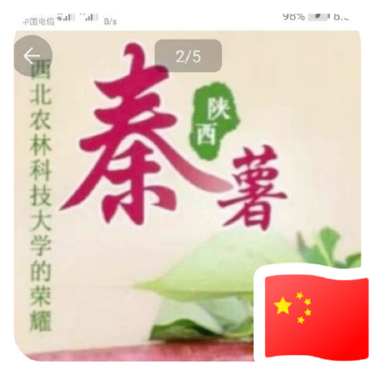 咸阳秦薯5号红薯苗 陕西杨凌西北农林科技大学脱毒红薯苗繁殖基地。