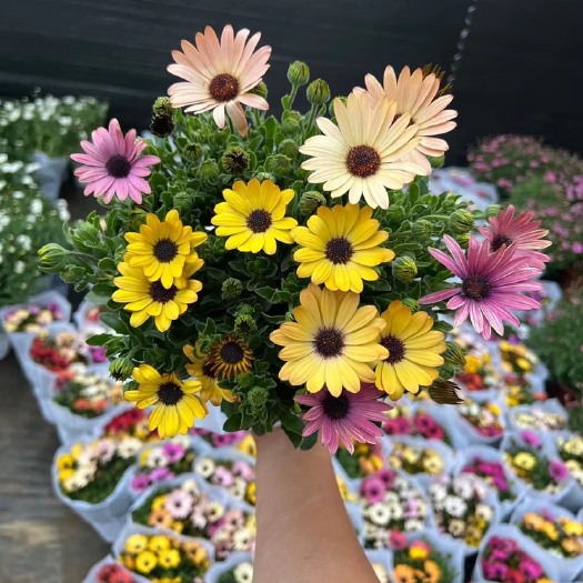 宜良县基地直销各种规格南非万寿菊