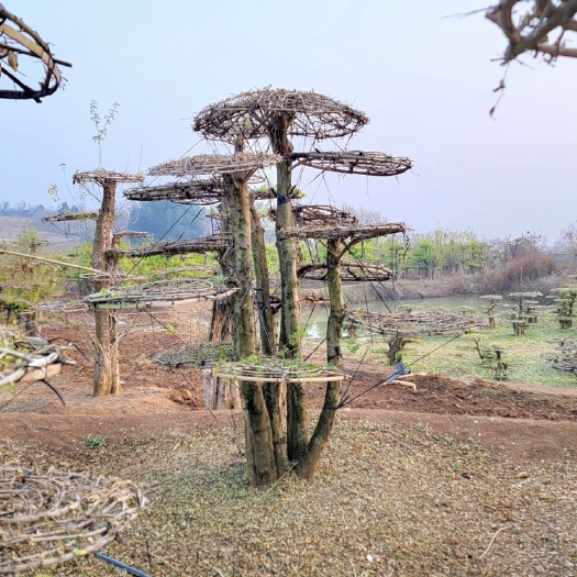 京山市对节白蜡造型树