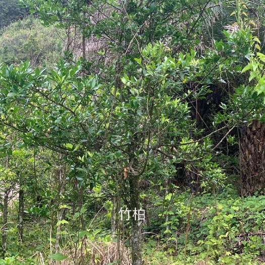 龙岩 竹柏