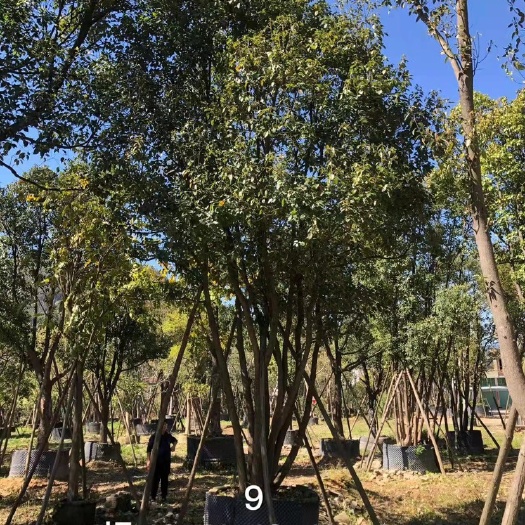 漳州多杆香樟  丛生香樟树4-6杆8-11公分漳州香樟树种植基地苗农直销