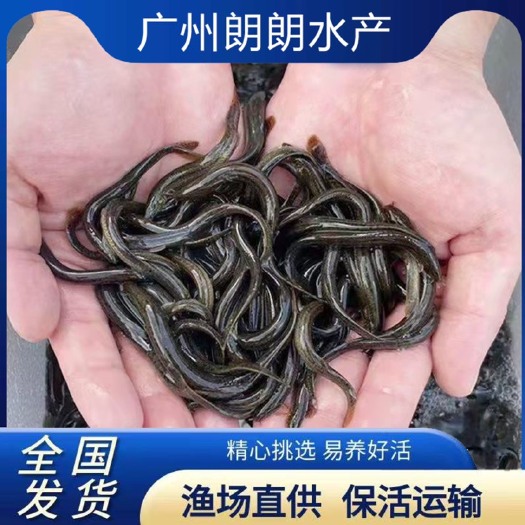 广州泥鳅苗新鲜幼苗小泥鳅本地活体圆鳅苗活筏钓体喂鱼养殖苗顺