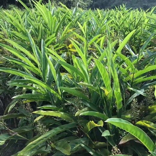 信宜市红豆蔻种苗批发