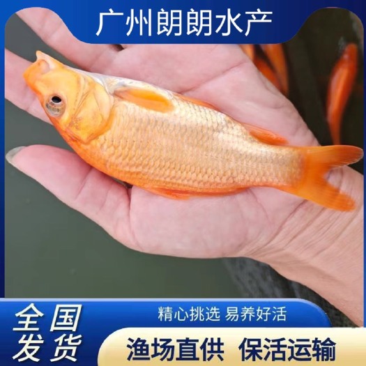 广州 红鲤鱼苗淡水鱼塘养殖食用兴国红鲤鱼苗生长速度快