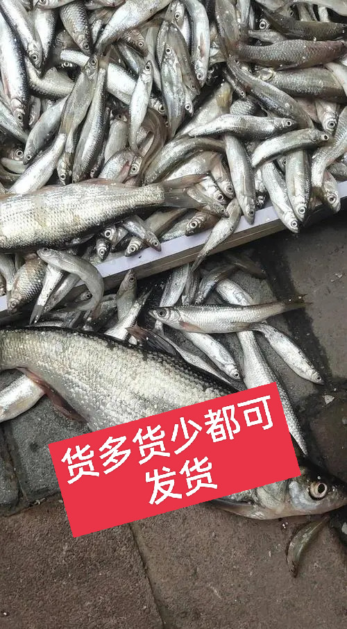 蒲江县鲴鱼 [发货中]优质鲜白条，白肖子，川条子，餐条子。（一手货