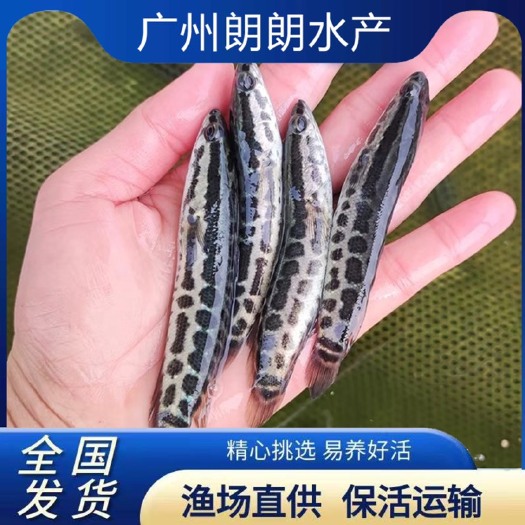 广州乌鳢苗 黑鱼苗生鱼苗乌鱼苗财鱼苗乌鳢鱼苗冷水淡水养殖食用活体
