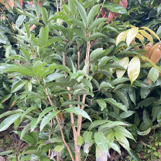 荔枝苗 荔枝直生苗