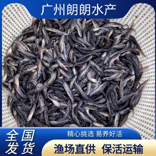 优质大口鲶鱼苗河鲶叉口鲶南方鲶鱼活体土鲶鱼淡水养殖易养