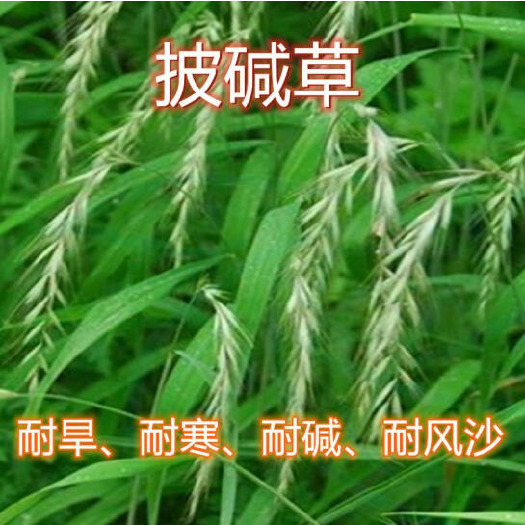 沭阳县披碱草种子碱茅多年生草籽耐寒耐旱耐盐碱护坡固土抗风沙