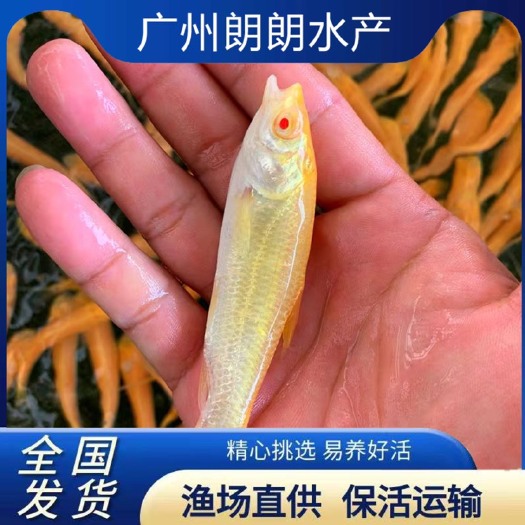 广州 赤目金草鱼苗优质黄金鲩红眼金丝鲩红草鱼淡水活体