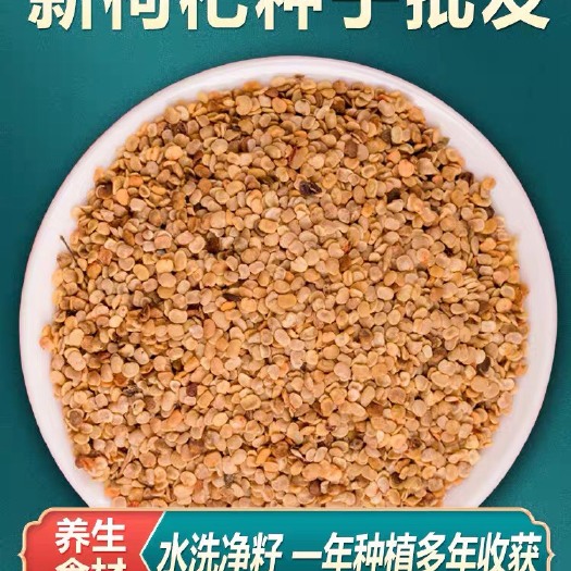 瓜州县 红枸杞种子 宁夏红枸杞种子精品 高发芽率 大颗粒枸杞种子