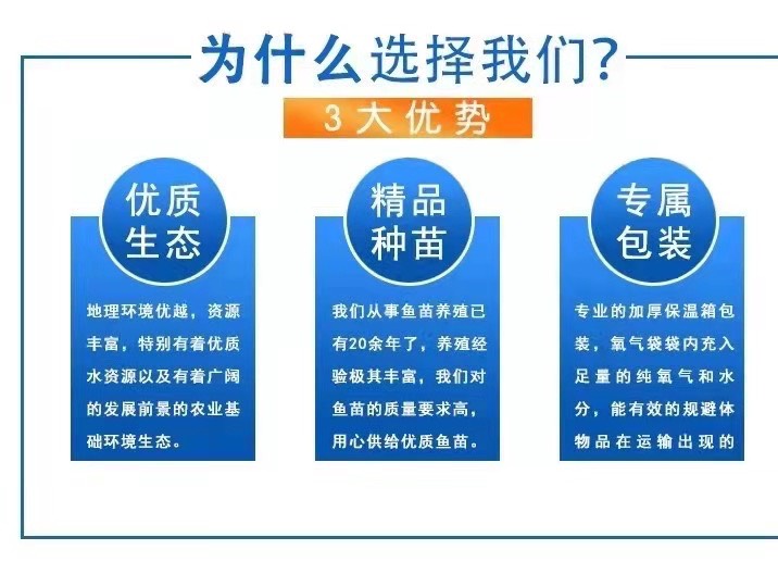 草鱼苗草鲩鱼苗脆肉鲩鱼苗金草鱼四大家鱼活体淡水养殖鱼