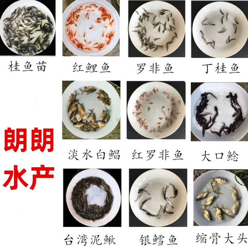 大鯪魚苗土鯪魚苗麥鯪泰鯪魚苗活體淡水養(yǎng)殖鮮活專用快大飼料