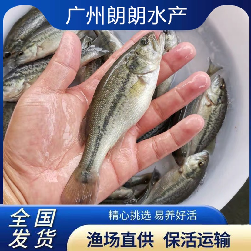 鲈鱼苗淡水优鲈鱼苗加州鲈鱼苗包邮已驯化吃料大口黑鲈路亚鱼苗