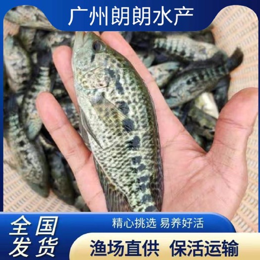 广州 淡水石斑鱼苗花斑鱼苗珍珠石斑鱼苗溪石斑鱼苗淡水鱼苗养殖鱼苗