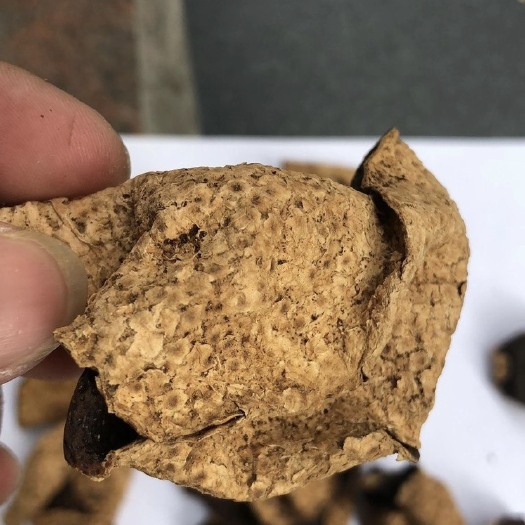 江门新会陈皮 自然老化，新会柑直采，自然翻晒，保持天然风味