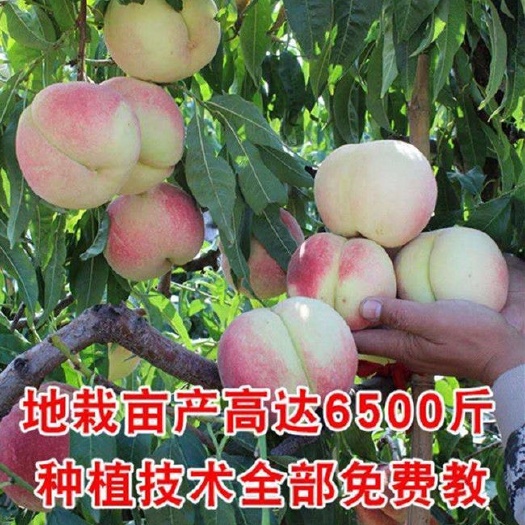 平邑县黄金蟠桃树苗 桃树树苗新品种血桃树苗嫁接黄桃树苗冬桃树苗果树苗南方北方种植