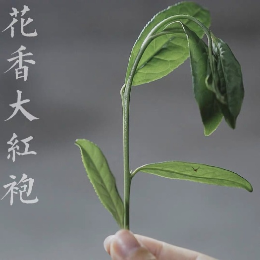 武夷山市大红袍 这一款自留怎么喝都方便 口粮茶 125g