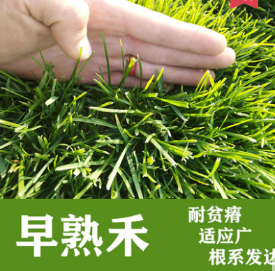 沭阳县早熟禾种子矮生四季青草坪种子庭院绿化公园球场成坪速度快耐践