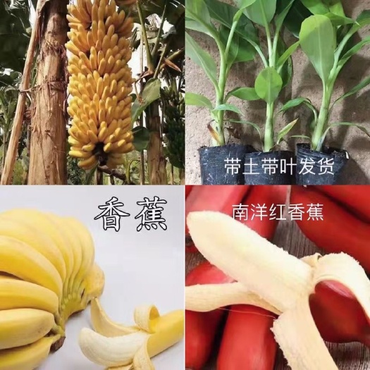 灵山县 香蕉苗 红皮香蕉苗 紫香蕉苗 皇帝蕉树苗盆栽种植