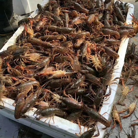 潜江市 潜江清水小龙虾 硬规格 底板干净