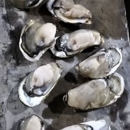 诏安县一手货源批发大小生蚝100斤装地摊生蚝烧烤生蚝肉质肥美牡蛎