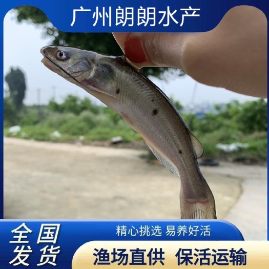 广州叉尾鮰鱼苗 优质叉尾鱼苗斑点叉尾鮰鱼 钳鱼苗沟鲶鱼苗回鱼淡水养殖包邮