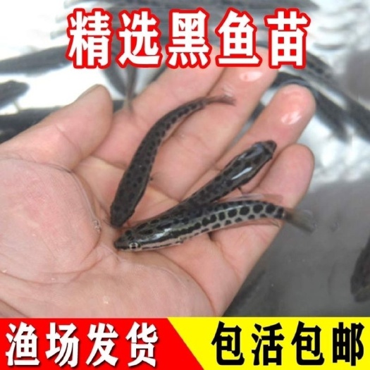 广州乌鳢苗  「优质」黑鱼苗*生鱼*财鱼*生鱼苗耐低氧*高密度*产量高*