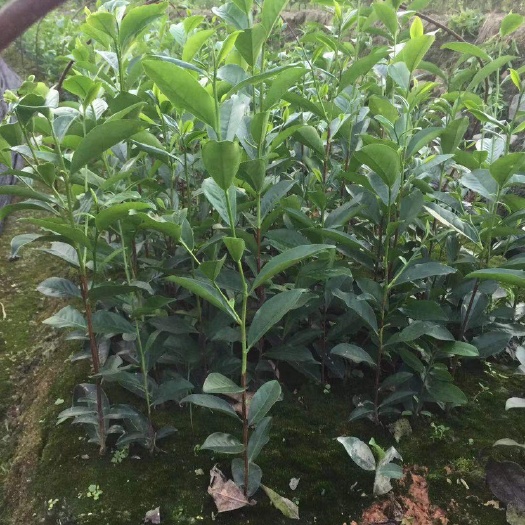 饶平县水仙茶苗  茶苗  凤凰单枞茶苗，鸭屎香，白叶，乌叶，水仙，品种多多。