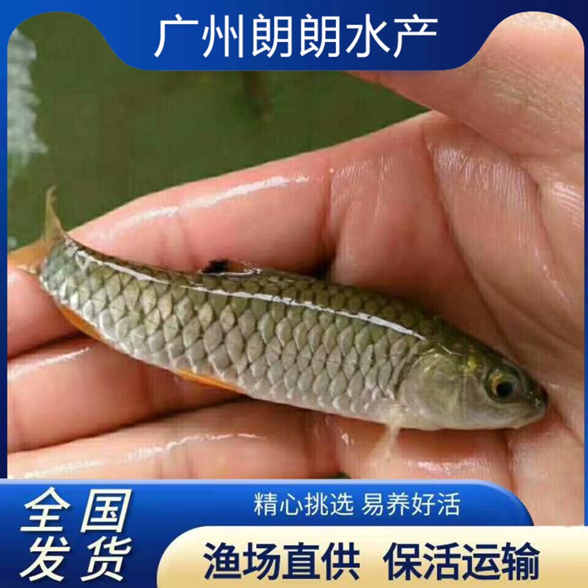 广州光倒刺鲃鱼苗军鱼苗光倒刺鲃青竹鲩黄娟坑坚观赏淡水养殖路亚食用
